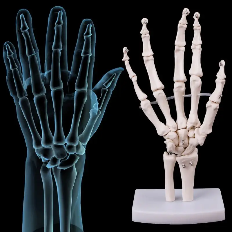 Анатомическая Модель Скелета Сустава Кисти Инструмент Для Изучения Медицинской Анатомии Человека В Натуральную Величину D5QC