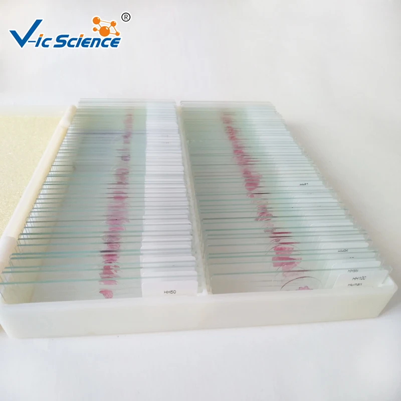 Подготовленные предметные стекла для микроскопии тканей полости рта и патологии полости рта