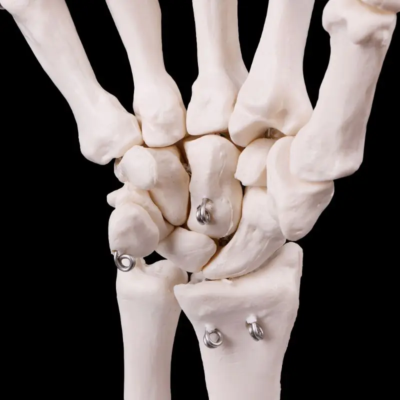 Анатомическая Модель Скелета Сустава Кисти Инструмент Для Изучения Медицинской Анатомии Человека В Натуральную Величину D5QC